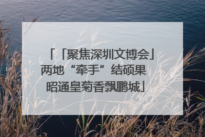 「聚焦深圳文博会」两地“牵手”结硕果 昭通皇菊香飘鹏城