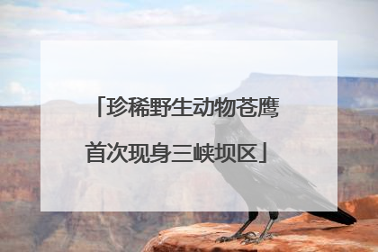 珍稀野生动物苍鹰首次现身三峡坝区