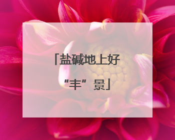 盐碱地上好“丰”景