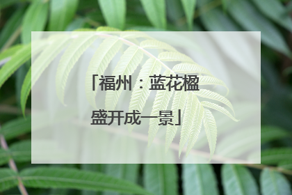 福州：蓝花楹盛开成一景