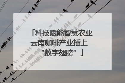 科技赋能智慧农业 云南咖啡产业插上“数字翅膀”