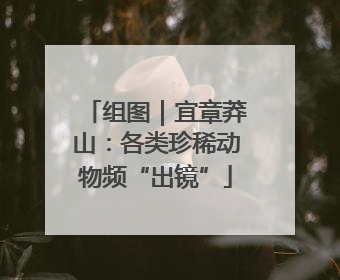 组图｜宜章莽山：各类珍稀动物频“出镜”