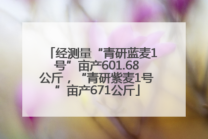 经测量“青研蓝麦1号”亩产601.68公斤，“青研紫麦1号”亩产671公斤