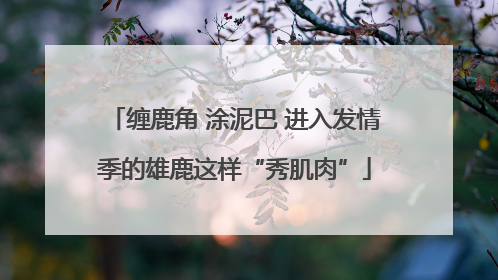 缠鹿角 涂泥巴 进入发情季的雄鹿这样“秀肌肉”