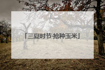 三夏时节·抢种玉米