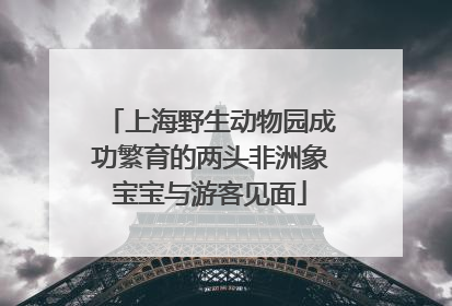上海野生动物园成功繁育的两头非洲象宝宝与游客见面
