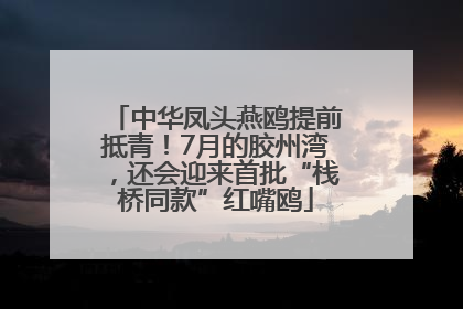 中华凤头燕鸥提前抵青！7月的胶州湾，还会迎来首批“栈桥同款”红嘴鸥