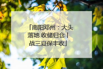 南阳邓州：大头落地 收储归仓丨战三夏保丰收