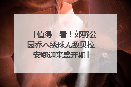 值得一看！郊野公园乔木绣球无敌贝拉安娜迎来盛开期