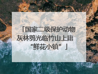 国家二级保护动物灰林鸮光临竹山上庸“鲜花小镇”