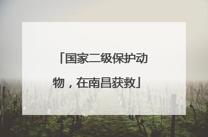 国家二级保护动物，在南昌获救