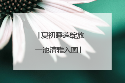 夏初睡莲绽放 一池清雅入画