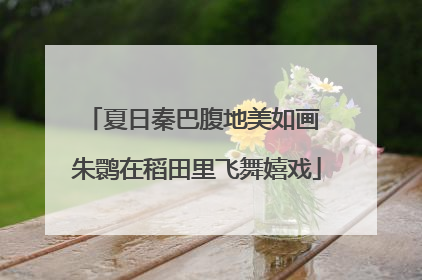 夏日秦巴腹地美如画 朱鹮在稻田里飞舞嬉戏