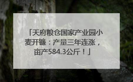 天府粮仓国家产业园小麦开镰：产量三年连涨，亩产584.3公斤！