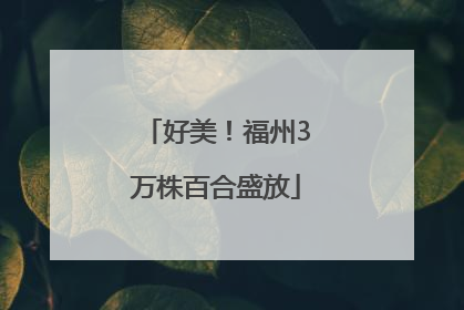 好美！福州3万株百合盛放