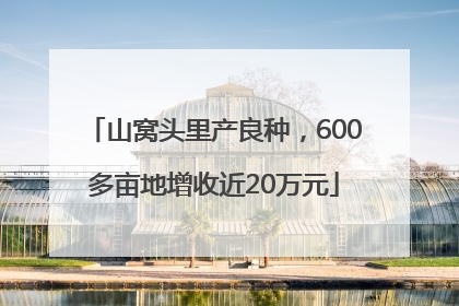 山窝头里产良种，600多亩地增收近20万元
