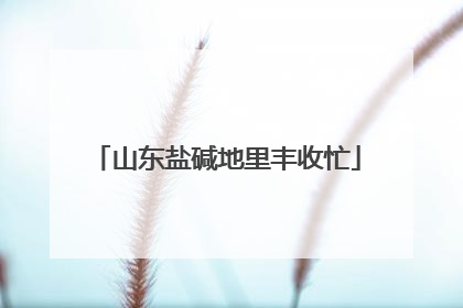 山东盐碱地里丰收忙