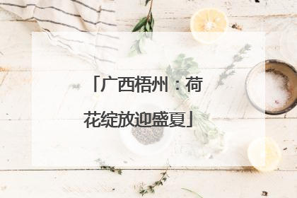 广西梧州：荷花绽放迎盛夏