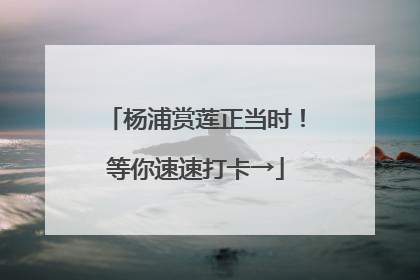 杨浦赏莲正当时！等你速速打卡→