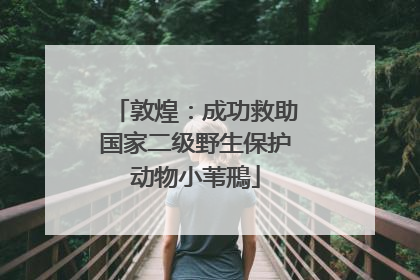 敦煌：成功救助国家二级野生保护动物小苇鳽