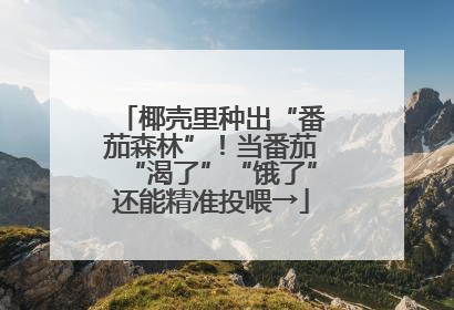 椰壳里种出“番茄森林”！当番茄“渴了”“饿了”还能精准投喂→