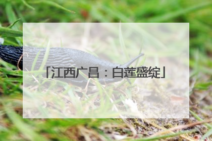 江西广昌：白莲盛绽