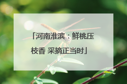 河南淮滨：鲜桃压枝香 采摘正当时