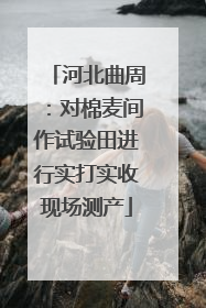 河北曲周：对棉麦间作试验田进行实打实收现场测产