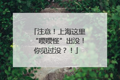 注意！上海这里“嘤嘤怪”出没！你见过没？！