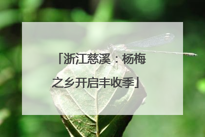 浙江慈溪：杨梅之乡开启丰收季