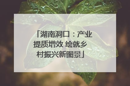 湖南洞口：产业提质增效 绘就乡村振兴新图景