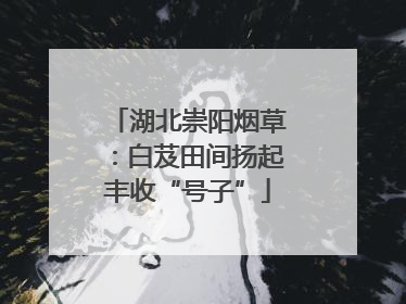 湖北崇阳烟草：白芨田间扬起丰收“号子”