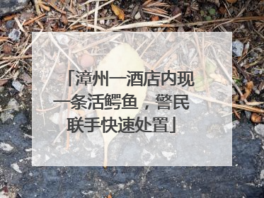 漳州一酒店内现一条活鳄鱼，警民联手快速处置