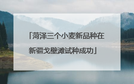 菏泽三个小麦新品种在新疆戈壁滩试种成功