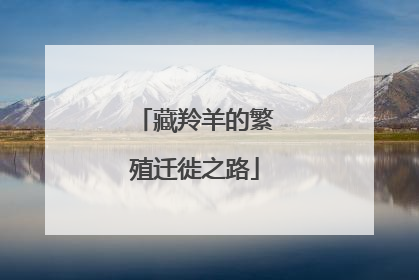 藏羚羊的繁殖迁徙之路