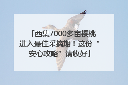 西集7000多亩樱桃进入最佳采摘期！这份“安心攻略”请收好