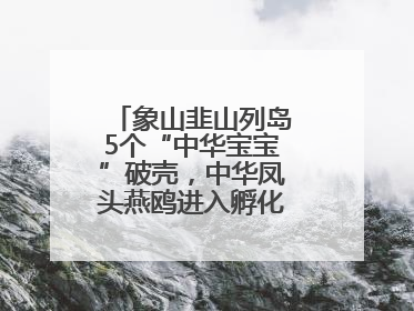 象山韭山列岛5个“中华宝宝”破壳，中华凤头燕鸥进入孵化育儿关键期