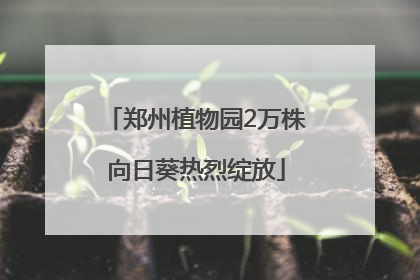 郑州植物园2万株向日葵热烈绽放