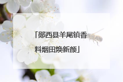 郧西县羊尾镇香料烟田焕新颜