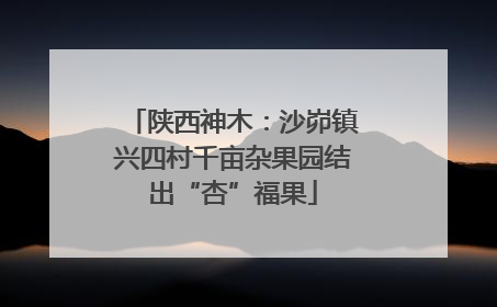 陕西神木：沙峁镇兴四村千亩杂果园结出“杏”福果