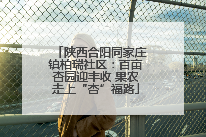 陕西合阳同家庄镇柏瑞社区：百亩杏园迎丰收 果农走上“杏”福路