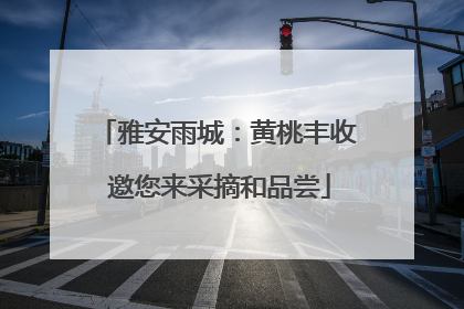 雅安雨城：黄桃丰收 邀您来采摘和品尝
