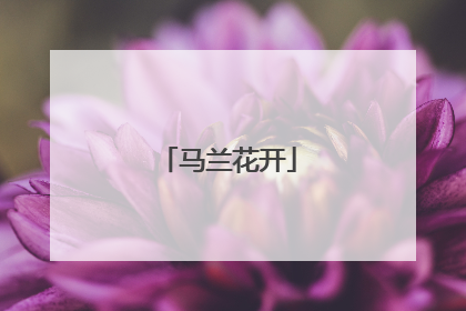 马兰花开