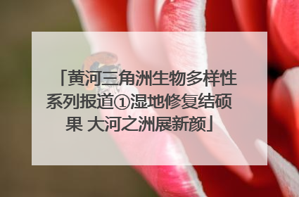 黄河三角洲生物多样性系列报道①湿地修复结硕果 大河之洲展新颜