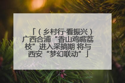 （乡村行·看振兴）广西合浦“香山鸡嘴荔枝”进入采摘期 将与西安“梦幻联动”